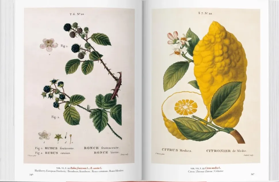 A Garden Eden 40th Ed
