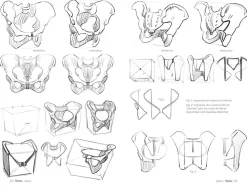 Anatomía artística 03 El esqueleto