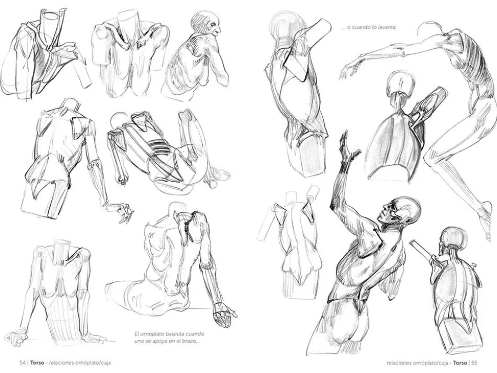 Anatomía artística 03 El esqueleto