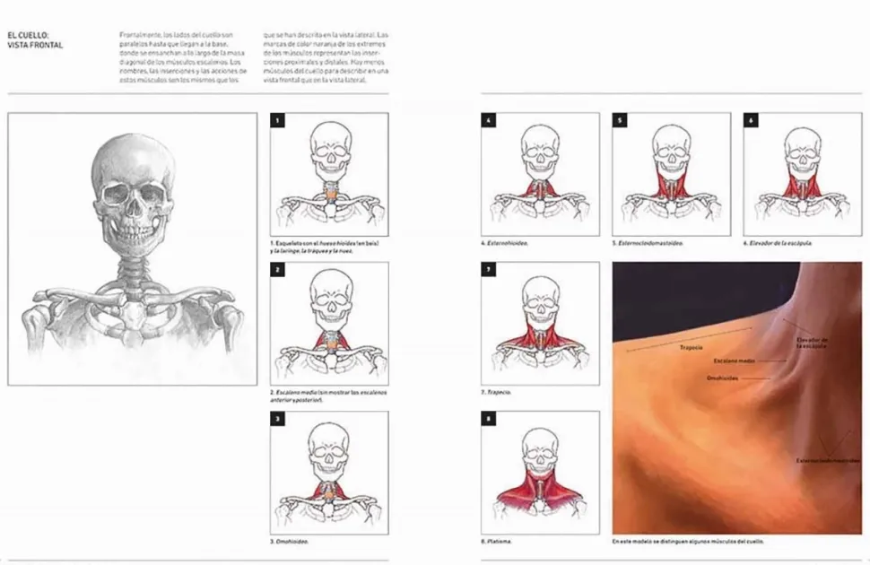 Anatomía humana esencial para artistas