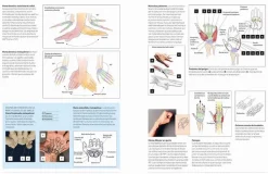 Anatomía humana esencial para artistas