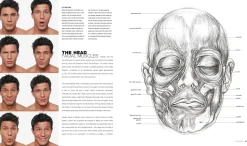 Anatomy for the artist