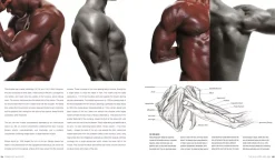 Anatomy for the artist