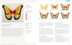 Beautiful Butterflies and Flowers