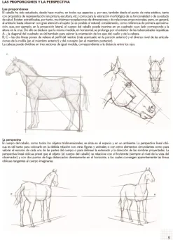 Caballos modelos para dibujar con cuadrícula