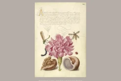 Cuaderno Flexi Ultra liso Clavel Rosa Paperblanks 17,5x23cm 100g/m²