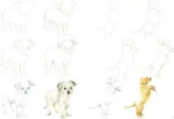 How to Draw Puppies in Simple Steps