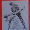 Láminas de dibujo artístico por J.M. Bellalta 122 Aves II