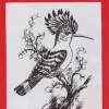 Láminas de dibujo artístico por Emilio Freixas SR46 Pájaros