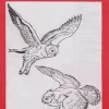 Láminas de dibujo artístico por Emilio Freixas SR53 Aves II